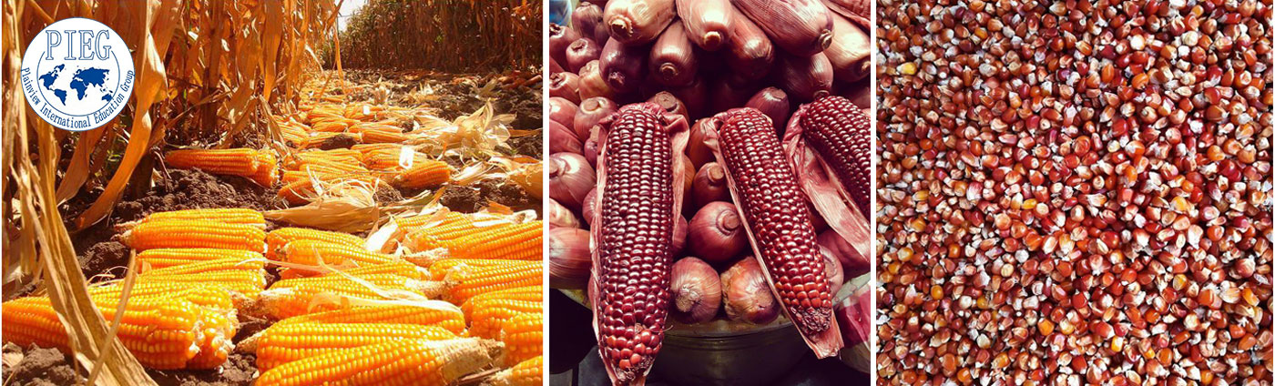 Plainview International Education Group