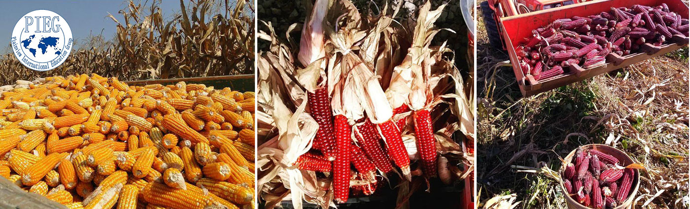 Plainview International Education Group